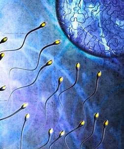 Sperma en eicel