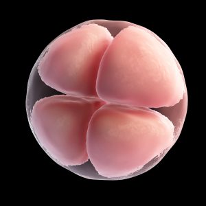zygote 4 cellen