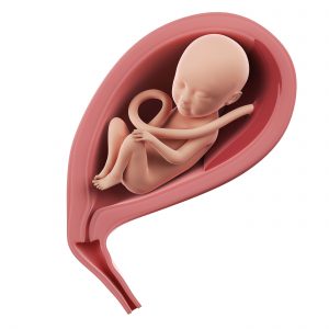 Baby in baarmoeder bij zwangerschap van 22 weken