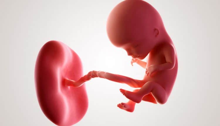 Embryo 12 weken zwanger