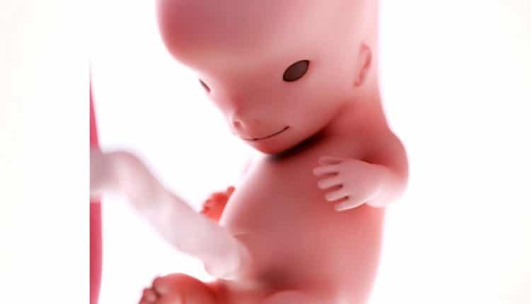 embryo 8 weken baby bij 10 weken zwangerschap
