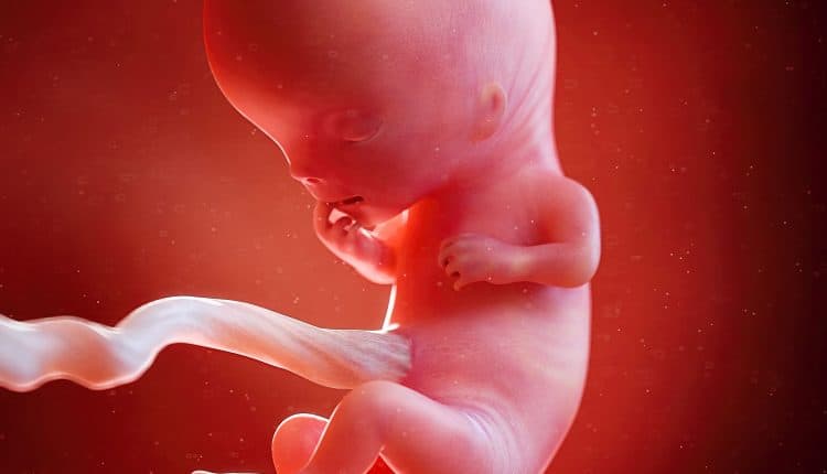 Foetus 7 weken na 11 weken zwangerschap