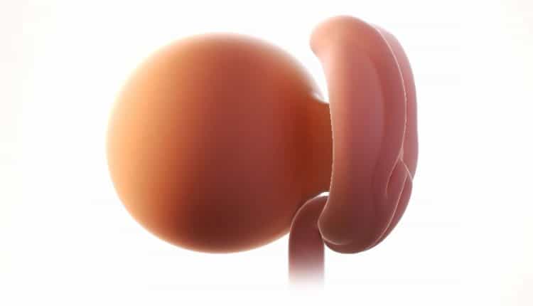 embryo 2 weken