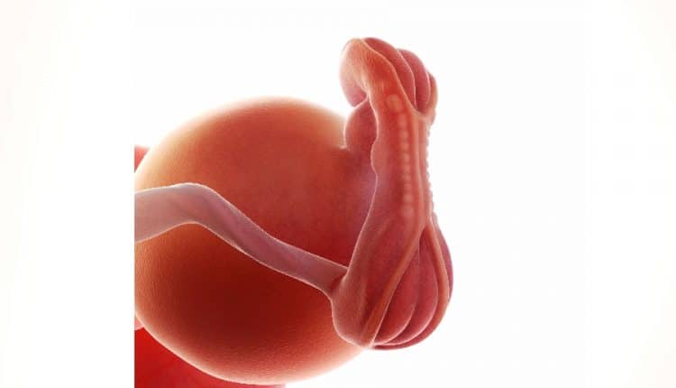 embryo 3 weken oud