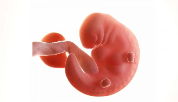 embryo 4 weken oud