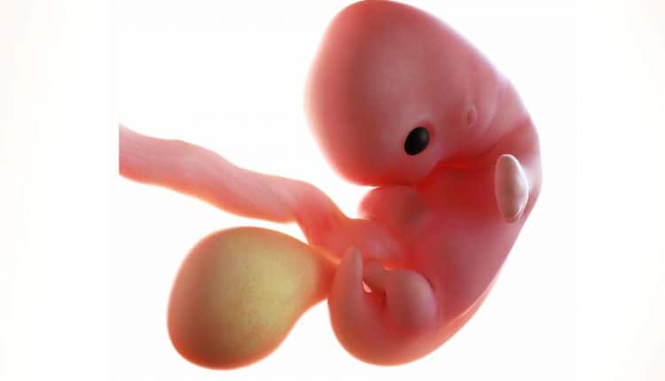 embryo 5 weken oud na 7 weken zwanger