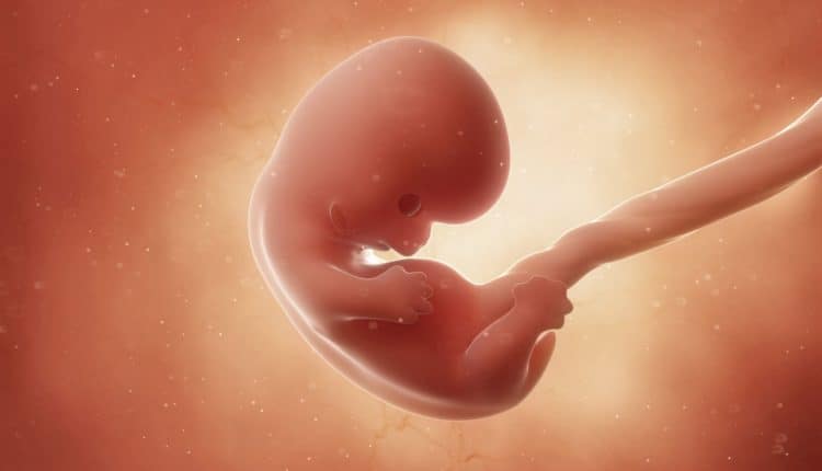 embryo 7 weken na 9 weken zwangerschap