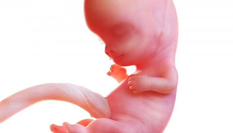 embryo 7 weken na 9 weken zwangerschap
