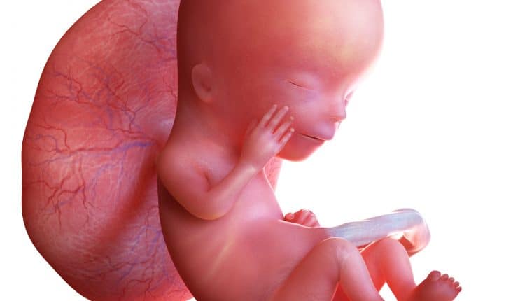 baby foetus bij 13 weken zwangerschap