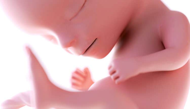 baby buik 14 weken zwanger
