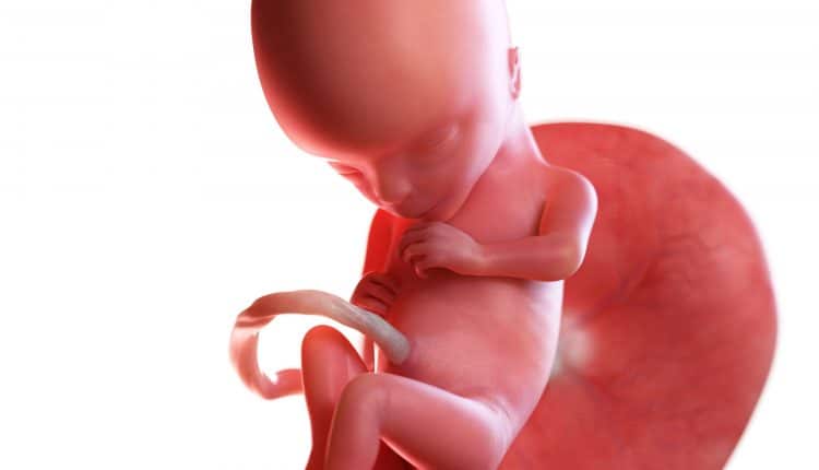 baby in buik 15 weken zwanger