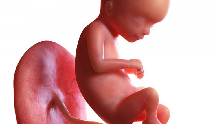 Foetus 14 weken, bij 16 weken zwangerschap