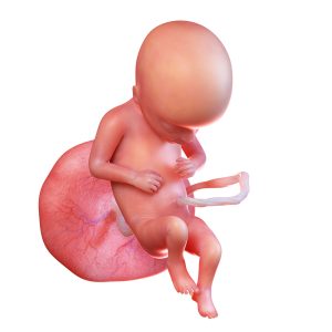 Foetus in week 17 van de zwangerschap