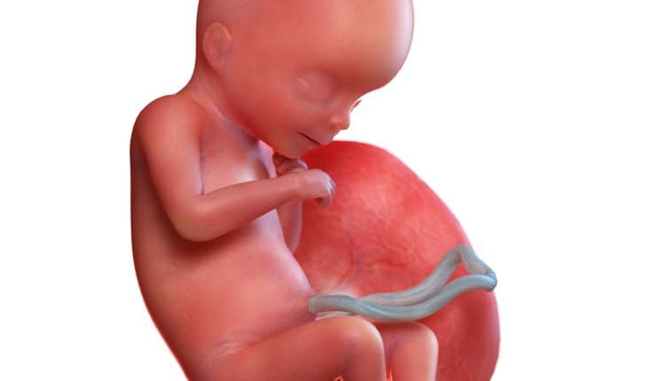 foetus zwangerschap 18 weken