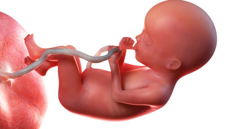 Zwangerschap baby 20 weken zwanger
