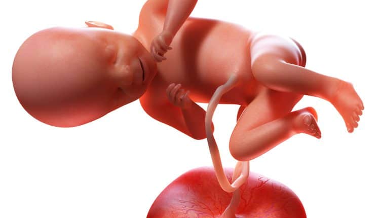 foetus na 21 weken zwangerschap