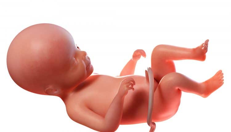foetus na 22 weken zwangerschap