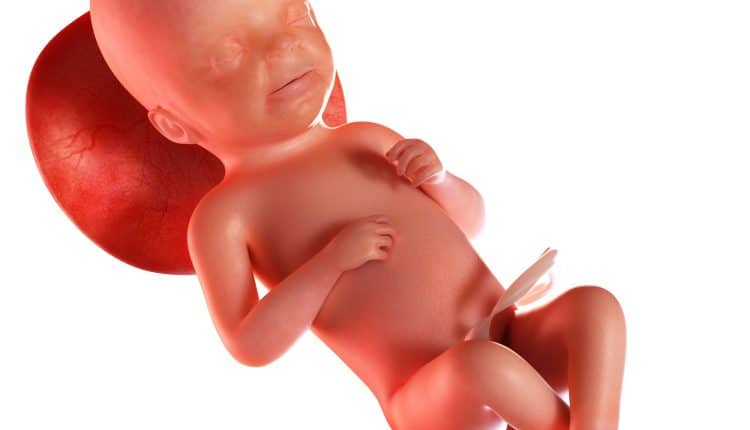 foetus 23 weken zwangerschap