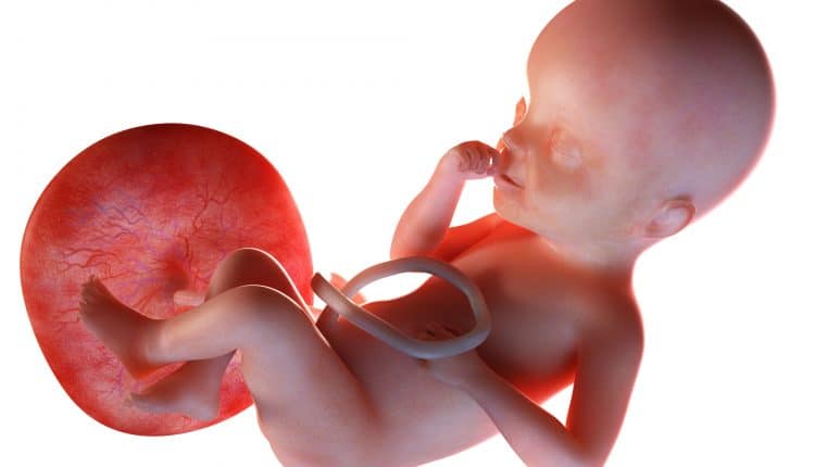 foetus bij 24 weken zwangerschap