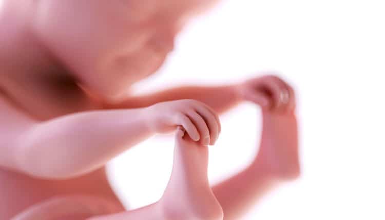 De baby in je buik bij 25 weken zwangerschap