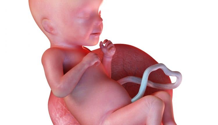 26 weken zwanger foetus baby in baarmoeder