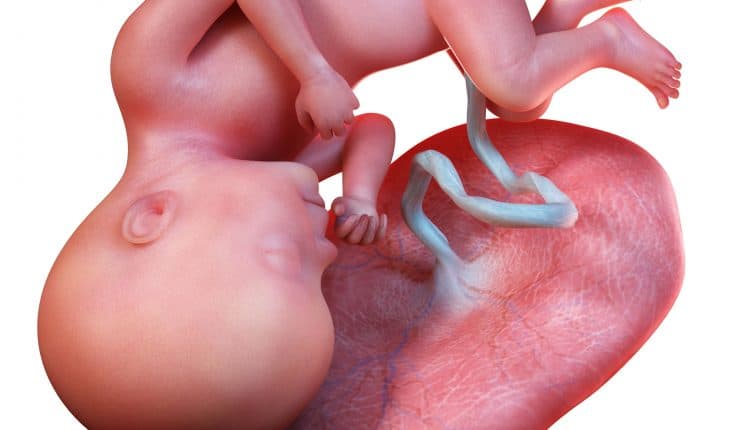 de baby bij 27 weken zwangerschap, derde trimester