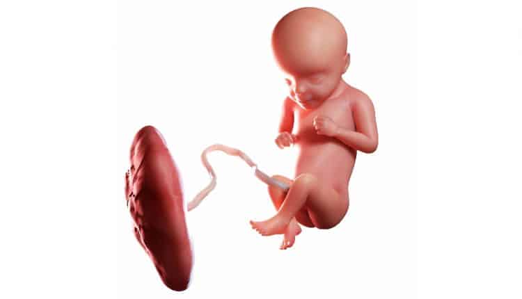 foetus 29 weken zwanger