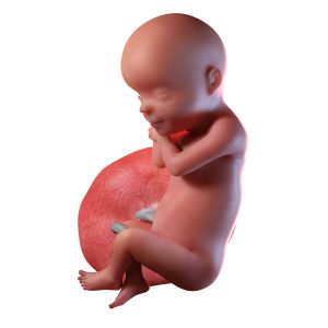 baby 30 weken zwanger