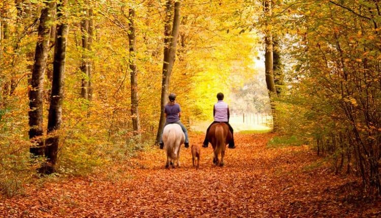 Paard rijden in de Ardennen