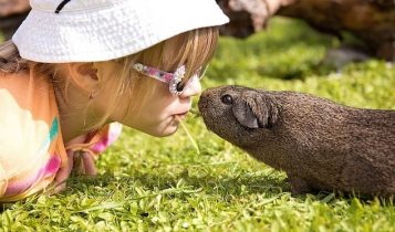 Kind met cavia