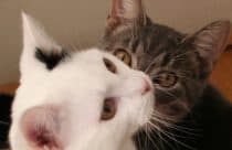 Twee katten