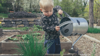tuinplanten