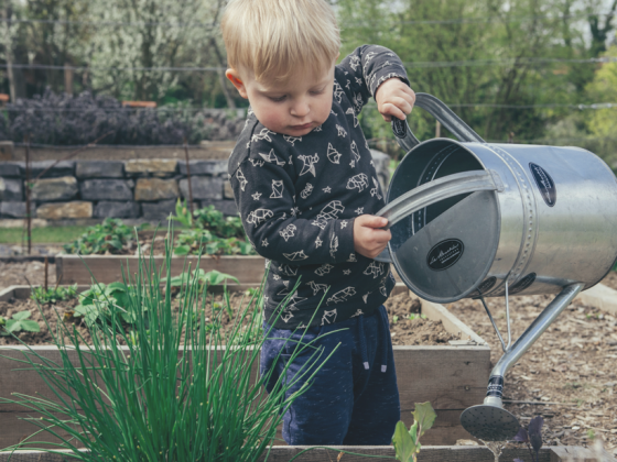 tuinplanten
