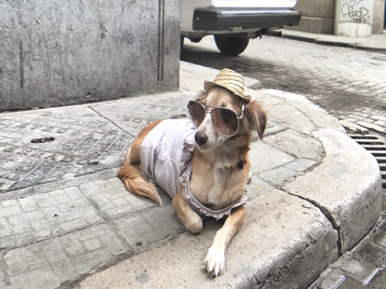 hond of kat mee op vakantie