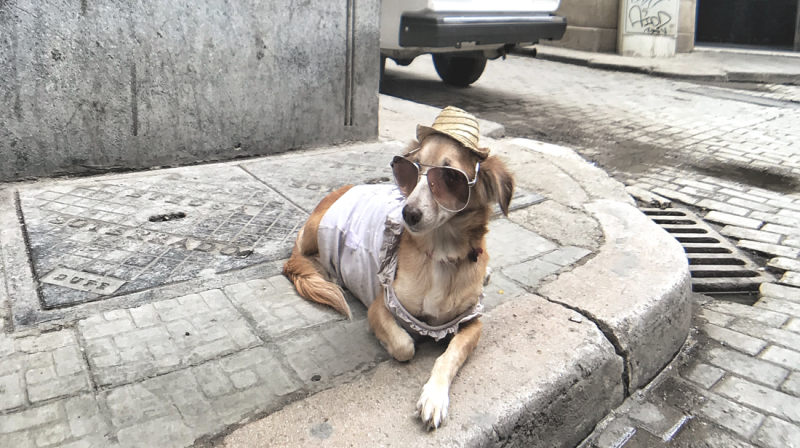 hond of kat mee op vakantie