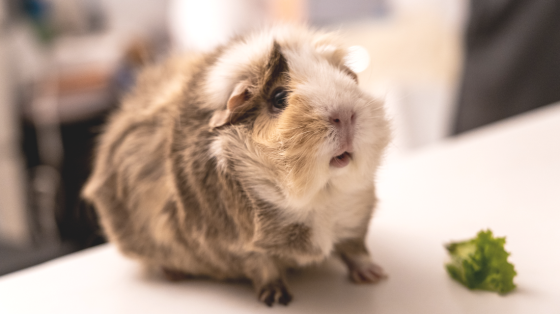 cavia als huisdier