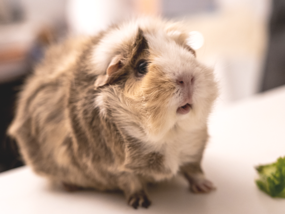 cavia als huisdier