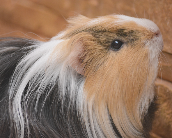 Sporten hier Bedelen Een cavia als huisdier: dit moet je weten!