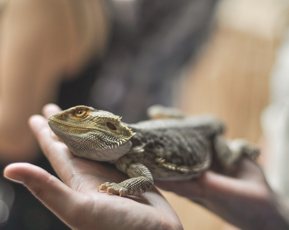 hond Beschrijving Op de kop van Een reptiel of amfibie als huisdier: dit moet je weten!