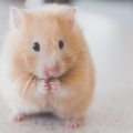 hamster als huisdier