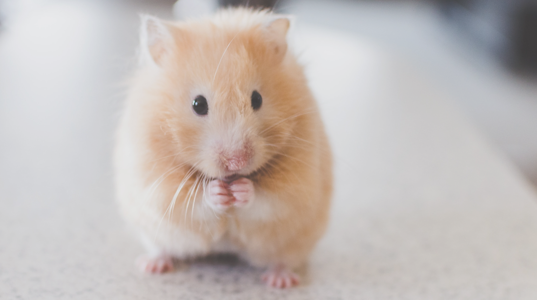 gips Presentator viering Een hamster als huisdier: dit moet je weten!